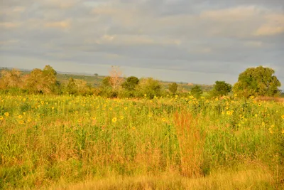 DSC_4321 (Large).JPG